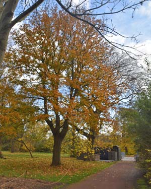 acer platanoides schwedleri
