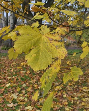 Acer velutinum