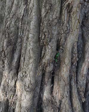 Alnus formosana