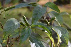 Japanese alder