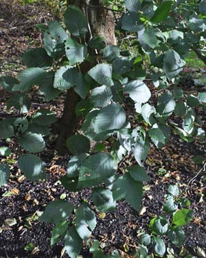 Red alder