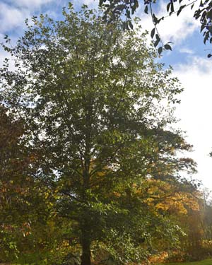 Alnus rubra