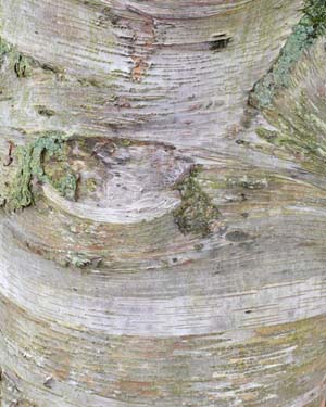 Paper birch