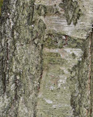 Betula pendula