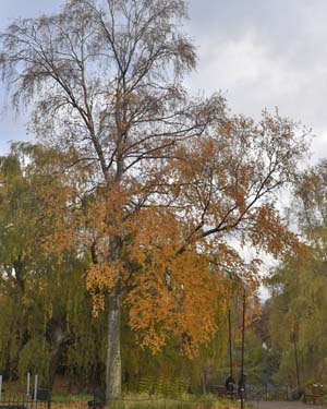Silver birch