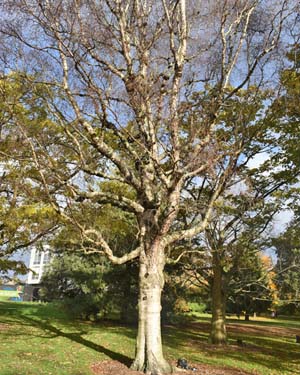 betula pubescens