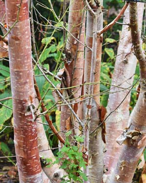 Himalayan birch