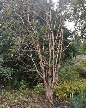 Betula utilis