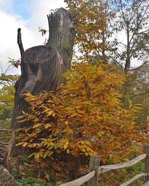 Chestnut