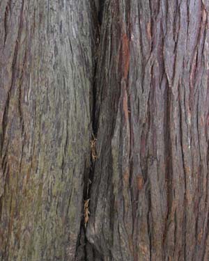 Chamaecyparis lawsoniana