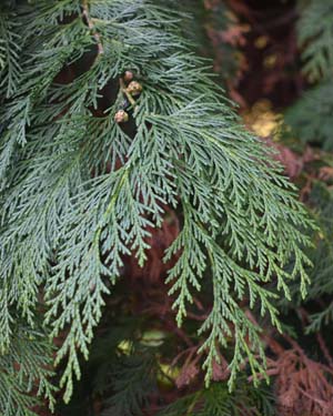 Chamaecyparis lawsoniana