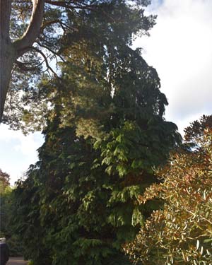 Chamaecyparis lawsoniana