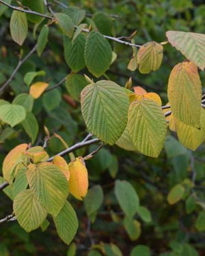 Chinese winter hazel