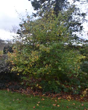 Corylopsis platypetala
