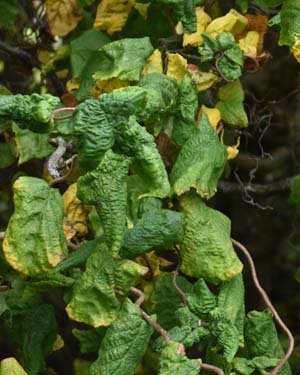 Corylus avellana contorta