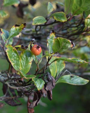 Crataegus x lavallei