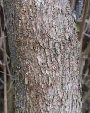 Handkerchief tree