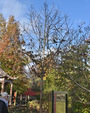 Davidia involucrata