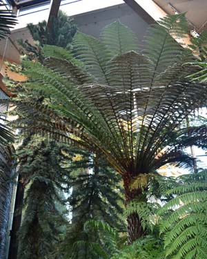 Dicksonia antarctica