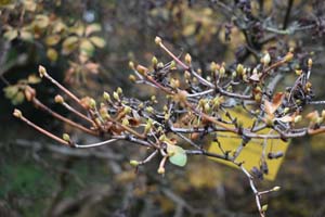 Enkianthus campanulatus