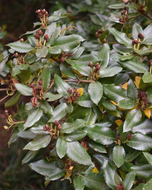 Eucryphia x nymnsensis