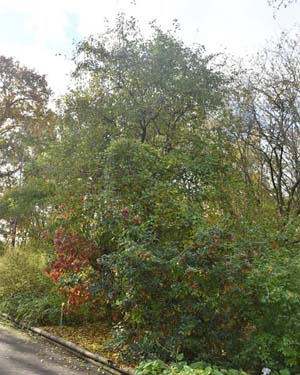 Nyman's eucryphia