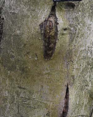 Flowering ash