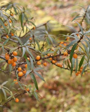 Sea buckthorn