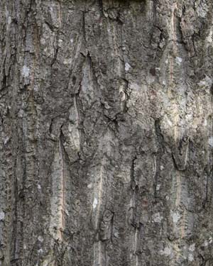 Japanese walnut