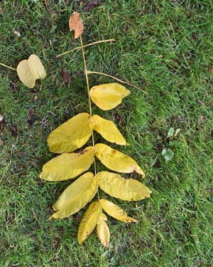 Heartseed walnut