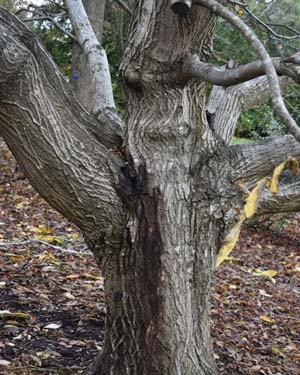 Juglans cinerea