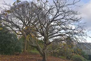 Juglans cinerea