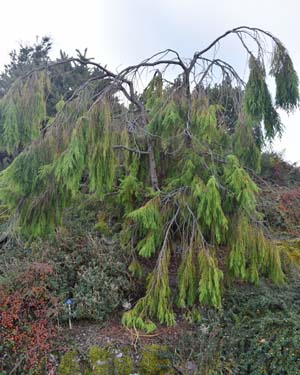 Mexican juniper