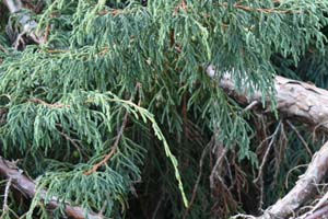 Himalayan juniper