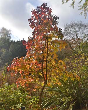 Liquidambar formosana