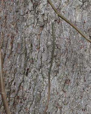 Magnolia acuminata