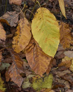 Magnolia acuminata