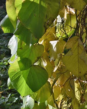 Magnolia sargentiana