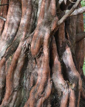 Dawn redwood