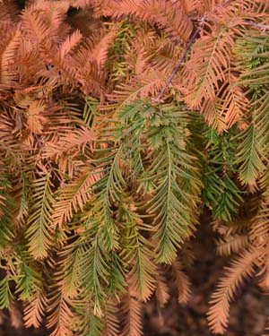 Metasequoia glyptostroboides
