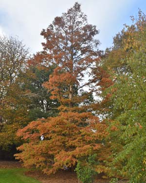 Dawn redwood