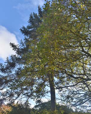 Picea asperata