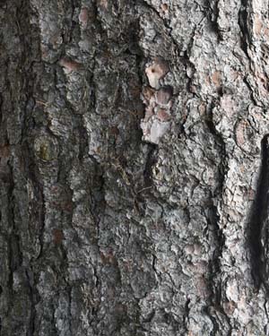 Picea schrenkiana
