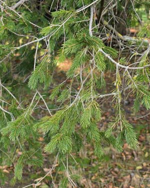 Picea schrenkiana