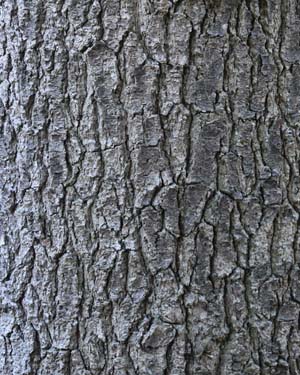 Californian mountain pine