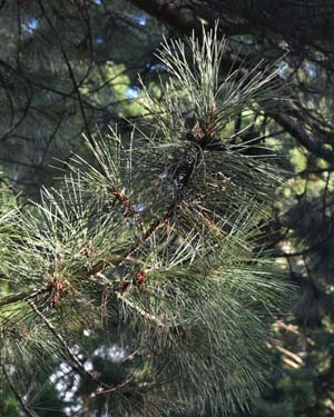 Pinus nigra pallisiana
