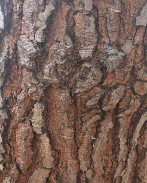Pinus pinaster escarena