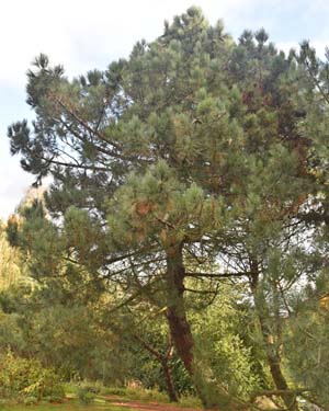 Pinus pinaster escarena