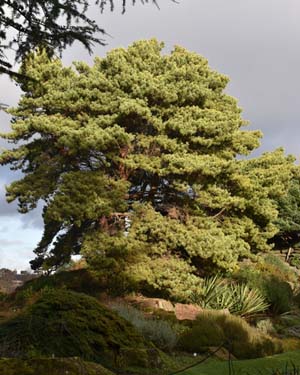 Pinus sylvestris aurea