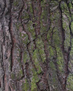 Pinus sylvestris
